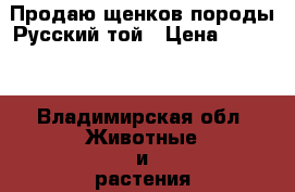 Продаю щенков породы Русский той › Цена ­ 15-30 - Владимирская обл. Животные и растения » Собаки   